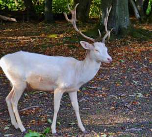 Wandern Berschweiler bei Kirn
