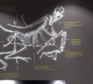 Dinosaurier Museum Altmühltal