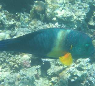 Bunte Unterwasserwelt