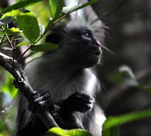 Redcollobus (endémique de Zanzibar) au parc Jozany