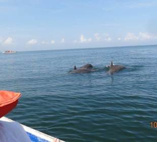 Delfine im Nationalpark Los Haitises