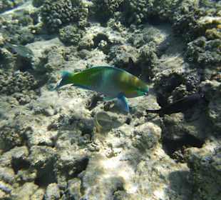 Schnorcheln Makadi Bay