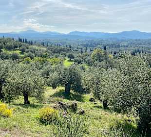 Inselrundfahrt Korfu