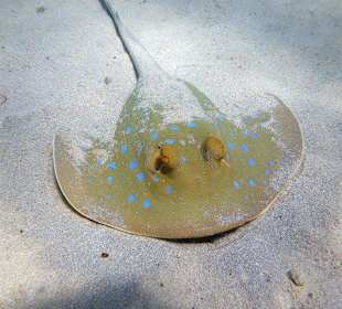 Abu Dabab 28.08.2014