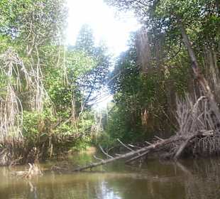 Bootsfahrt in die Mangroven