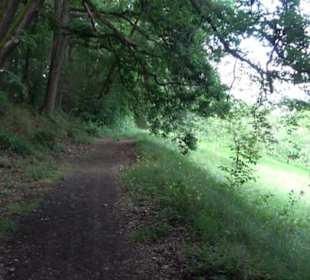 Wanderweg - Alter Steinbruch Pfaffenberg Runde