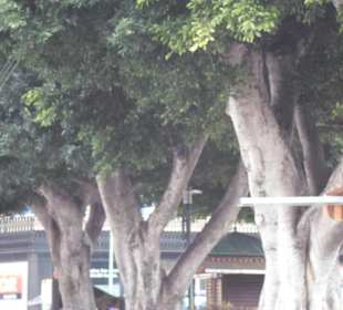 Alter Baumbestand am Plaza del Charco