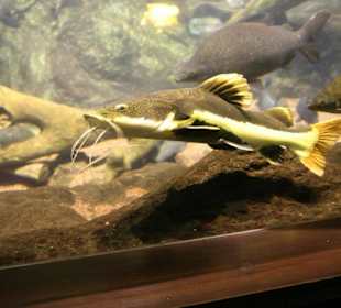 Ausflug nach Loro Parque