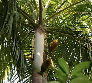 Praslin, Vallee de Mai