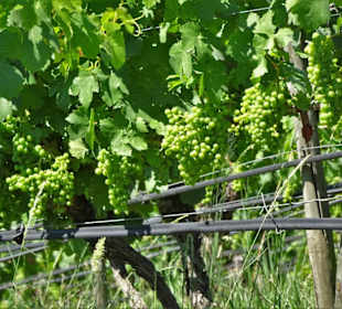 Die Weingärten um die Wallfahrtskirche