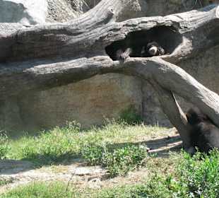 В зоопарке Бали