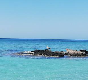 Strand Elafonisi/Elafonissi