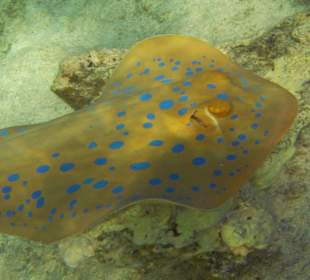 Schnorchelaufnahme Rochen