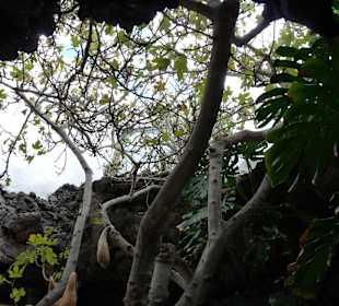 Fundacion Cesar Manrique