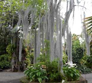 Im Jardín de aclimatación de La Orotava