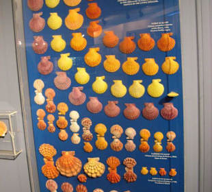 The Bailey-Matthews Shell Museum