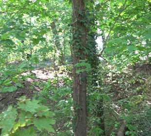 Wanderung zur Burgruine Liebenau