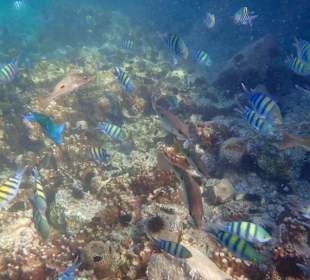 Unterwasserwelt Musandam