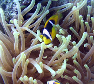 Nurkowanie w Sharm el Sheikh - podwodne życie