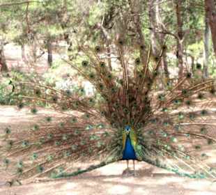 W całej okazałości