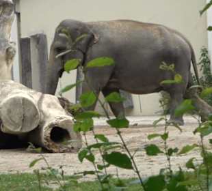 Tierpark Hellabrunn - Reich der Elefanten