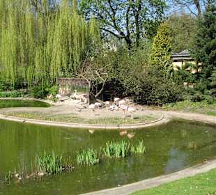 Zoo staw