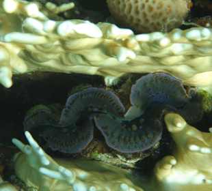 Riesenmuschel / Prima Life