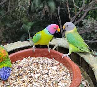 Papageien 
