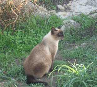 Siam-Katze ist auch sterilisiert