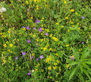 Wilde Blumen am Rande des Strandes