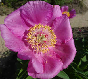 Der Bremer Botanische Garten im Mai