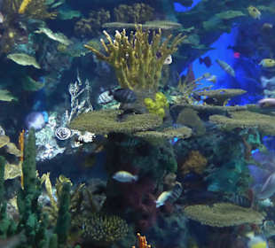 Aquarium