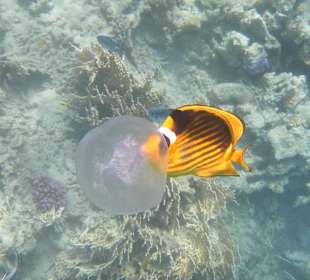 Рыбы Макади