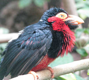 Furchenschnabel-Bartvogel