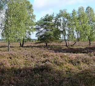 Schöne Heidelandschaft