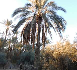 Palmenoase und Kutschfahrt