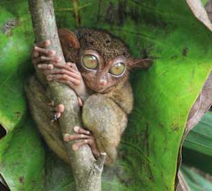 Tarsier Monkey auf der Insel Bohol