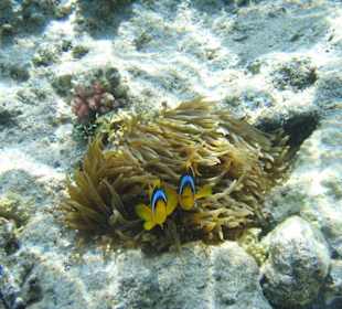 Zauberhafte Unterwasserwelt in Hurghada