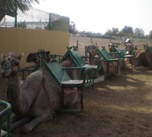 Kamelereiten, Programm der Jeep Safari