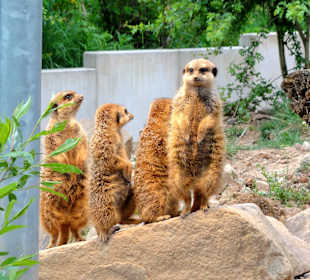 Erdmännchen in ihrem neuen Gehäge