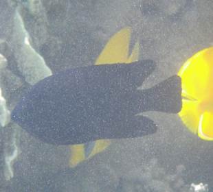 Fische Fische Fische