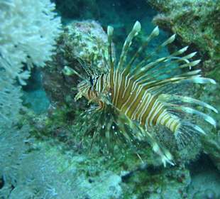Delfintour-Aquarium pur
