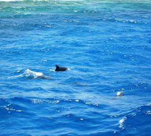 Dolphintour mit Oototo zum Zweiten