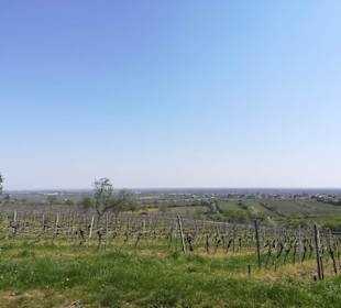 Wein- und Mandelpfad 