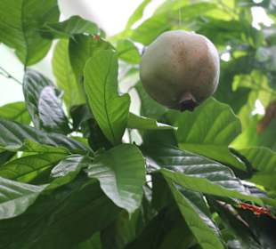 Chocolate and Coffee Museum