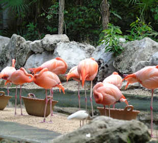 Xaman Ha Bird Park