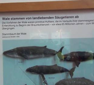 Meeresmuseum Stralsund