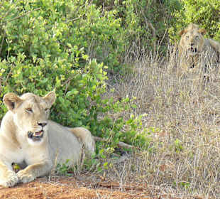 Der King wartet im Hintergrund