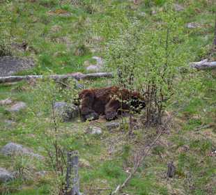 Braunbär Reste vom Winterschlaf