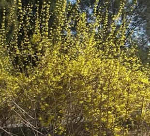Botanischer Garten Bejing